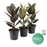 Ficus elastica varieties