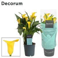 Zantedeschia Yellow