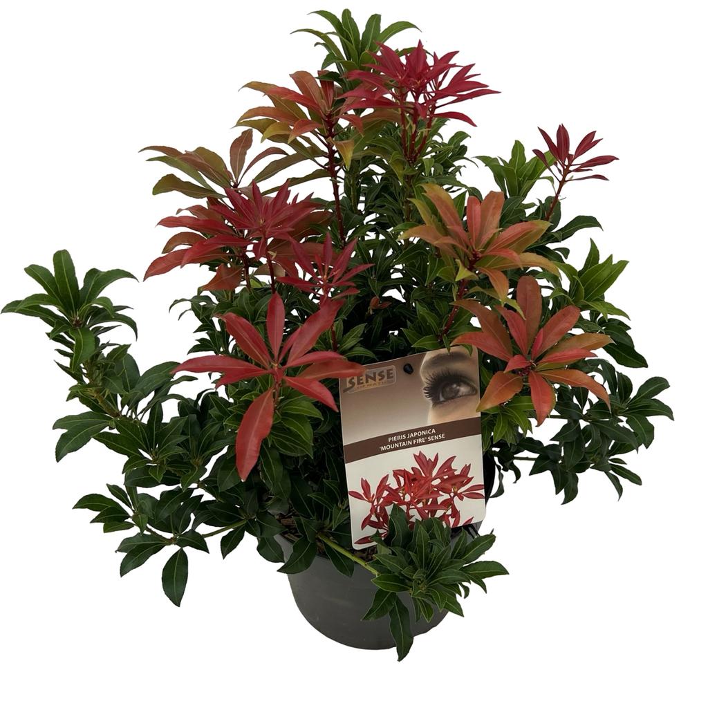 Picture of Pieris jap. Mountain Fire P19 (3 Ltr)