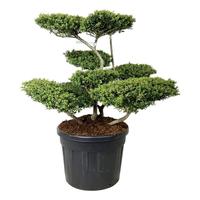 Ilex cr. Convexa
