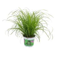 Cyperus alternifolius Zumula in printed pot