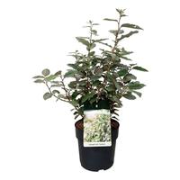 Elaeagnus ebb. Compacta