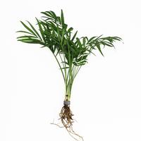 Chamaedorea palm - 5cm Tray 10 × 60 £ 1.20 (Tray) £ 1.18 Shelf £ 1.18 Trolley Tray £ 1.20 × 10 (0.3%)