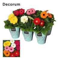Gerbera 3+ flowers in potcover