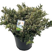 Ilex aq. Ingramii