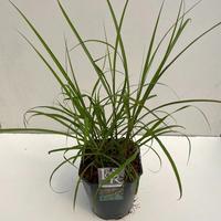 Miscanthus sin. Ferner Osten