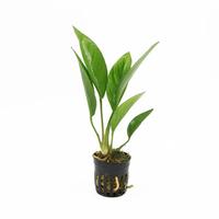 Anubias congensis