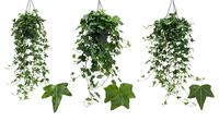 Hedera helix Green