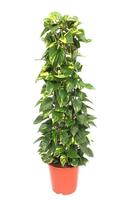 Epipremnum Aureum