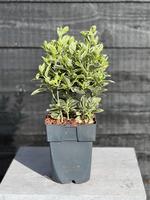 Euonymus jap. Kathy