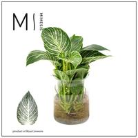Philodendron - KARMA White Stripe | Agua of Karma |