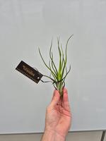 Tillandsia Bulbosa Upright L plus Label