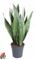 Sansevieria SAUVAGE