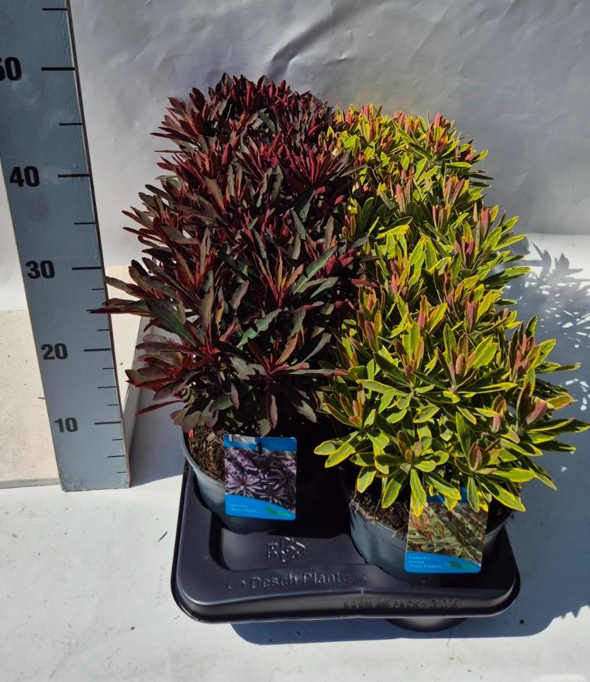 Obrázek Euphorbia in varieties P17 (2 Ltr)