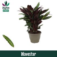 Calathea Wavestar Rufibarba Rhythm of Nature