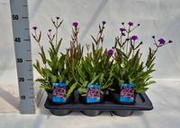 Verbena rig. Venosa