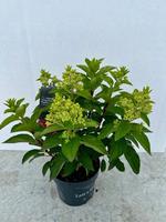 Hydrangea pan. Pinky Promise