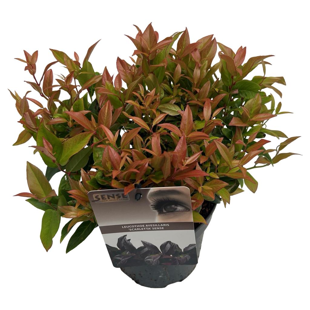 Billede af Leucothoe Scarletta P17 (2 Ltr)