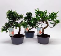 Bonsai in varieties (indoor)