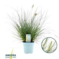 Pennisetum al. Little Bunny
