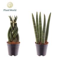 Sansevieria varieties Twist Spaghetti