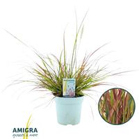 Pennisetum al. Burgundy Bunny
