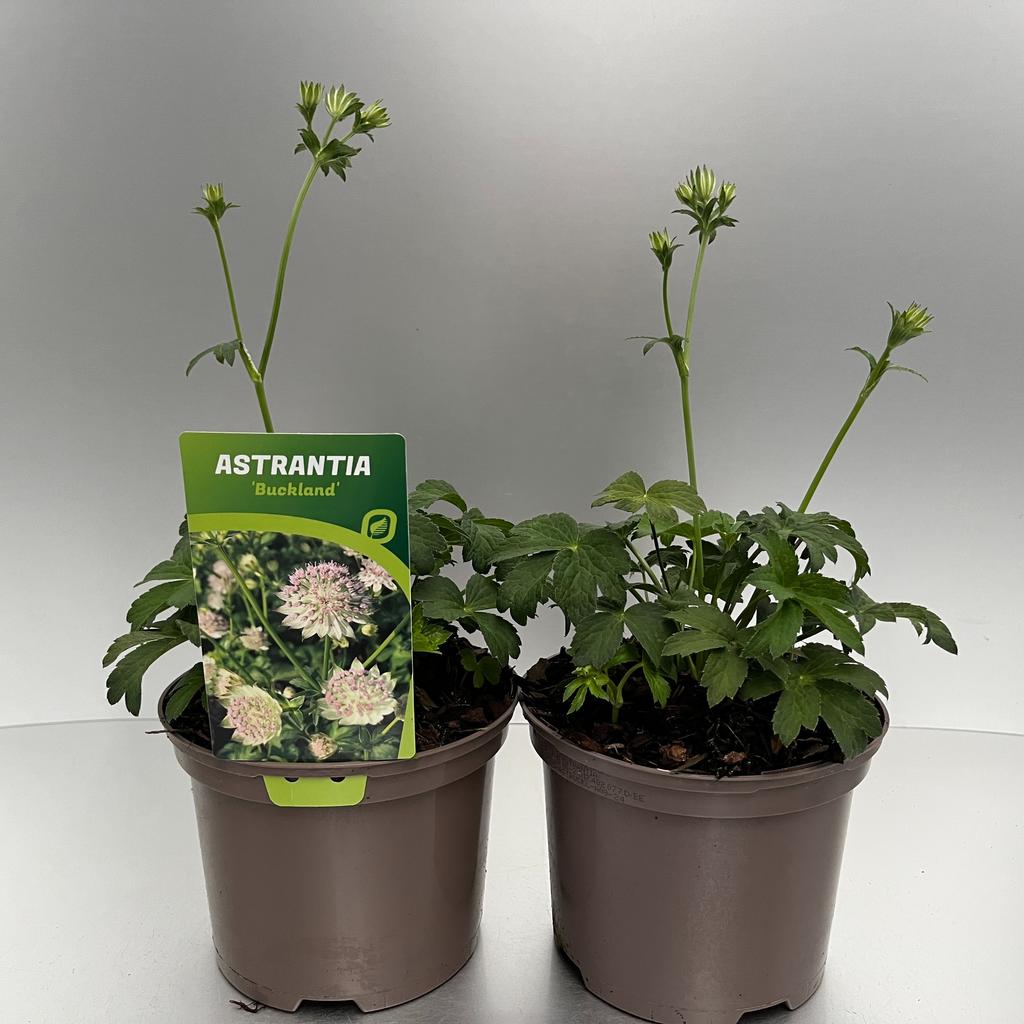 Picture of Astrantia Buckland P17 (2 Ltr)