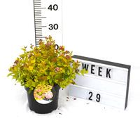 Spiraea japonica Golden Princess
