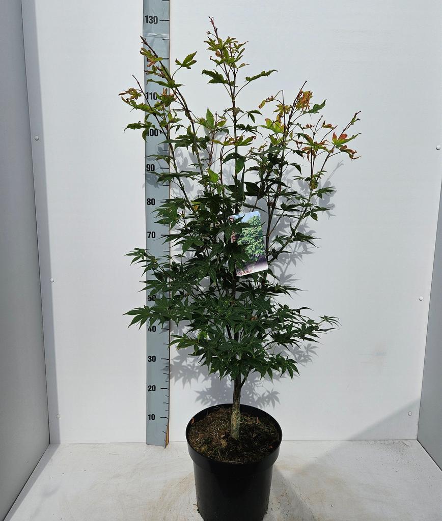Picture of Acer palmatum Osakazuki P26 (7.5 Ltr)