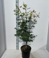 Acer pal. Osakazuki