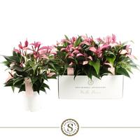 Anthurium Mille Fleurs Zizou