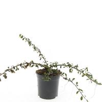 Cotoneaster rad. Eichholz