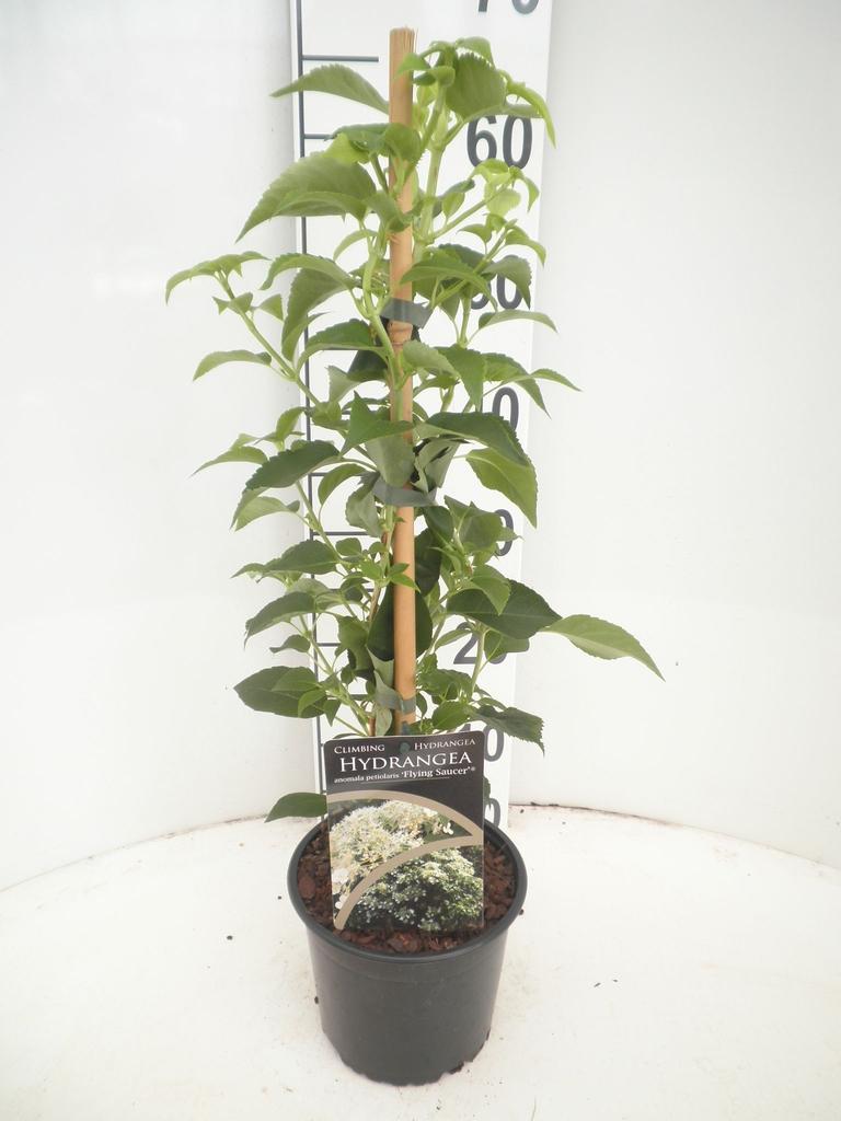 Obrázek Hydrangea an. petiolaris Flying Saucer P17 (2 Ltr)