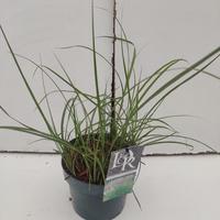Miscanthus sin. Kleine Silberspinne