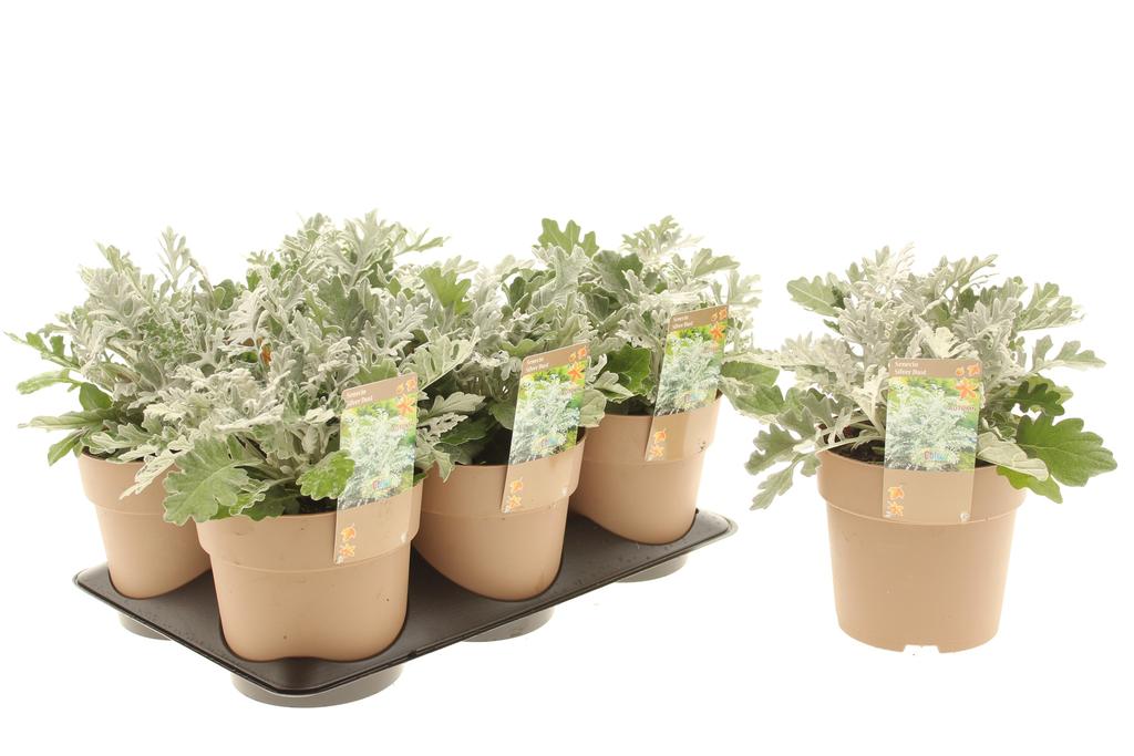 Picture of Senecio Silverdust P15