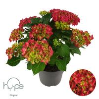 Hydrangea Mophead Red | Hy-pe Original