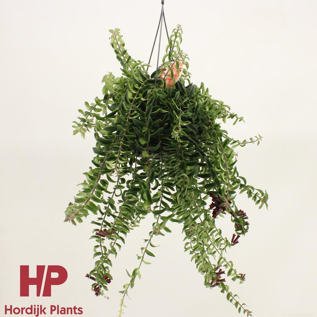 Picture of Aeschynanthus Twister P15 50CM