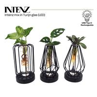 Hydroponic varieties in Turino glass + LED