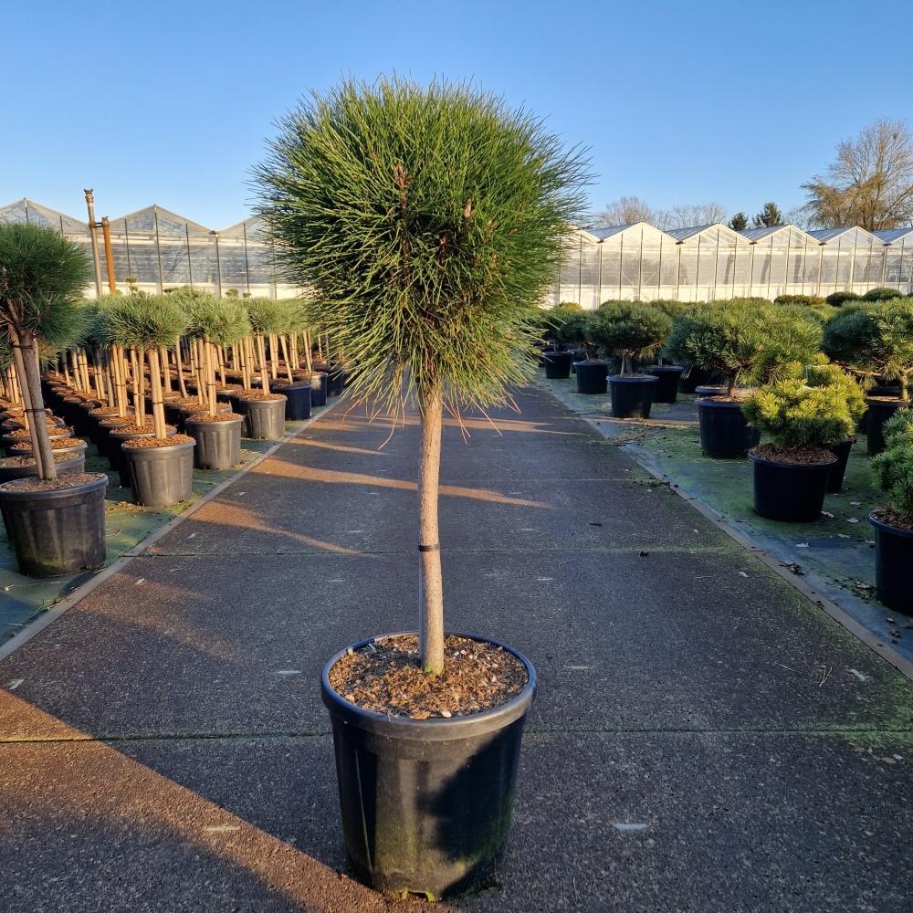 Billede af Pinus nigra Summer Breeze C18 40/STD-35-40-HEAD