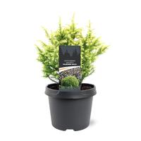 Cryptomeria jap. Vilmorin Gold