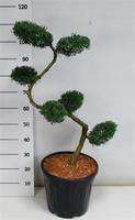 Juniperus virg. Grey Owl