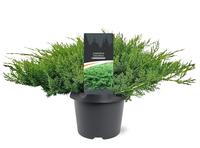 Juniperus dav. Leningrad