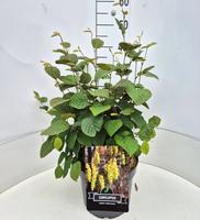 Corylopsis sin. Spring Purple