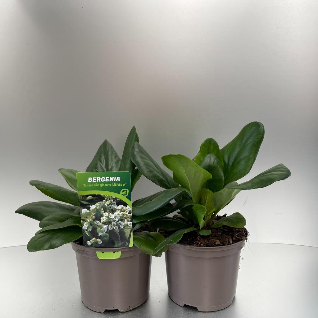 Obrázek Bergenia Bressingham White P17 (2 Ltr)