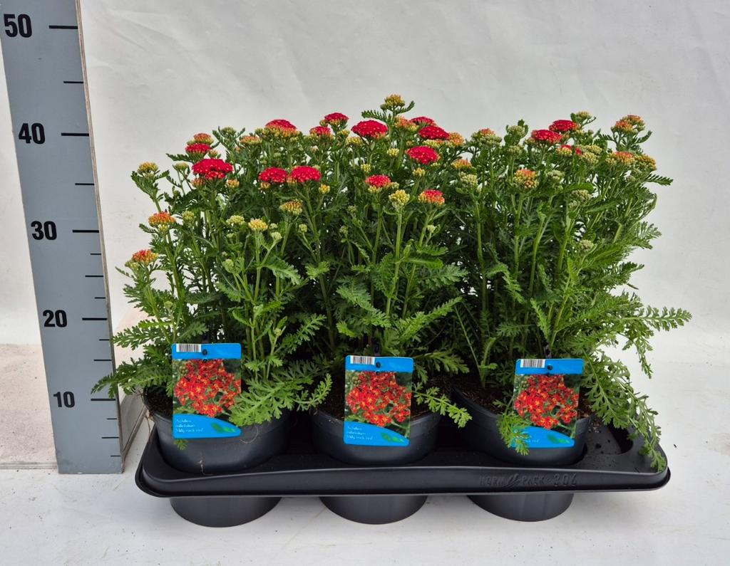 Picture of Achillea mil. Milly Rock Red P17 (2 Ltr)