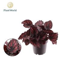 Begonia rex Etna