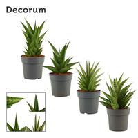 Sansevieria Crown Mix