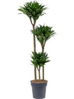 Dracaena fragrans Compacta