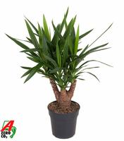Yucca branched 3-4-arm