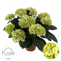 Hydrangea Mophead White 7+ Hy-pe Original (INDOOR)